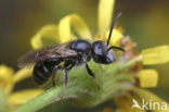 Glanzende bandgroefbij (Lasioglossum zonulum)