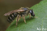 Glanzende bandgroefbij (Lasioglossum zonulum)