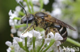 Glanzende bandgroefbij (Lasioglossum zonulum)