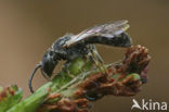 Glanzende groefbij (Lasioglossum lucidulum)