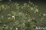 Gras