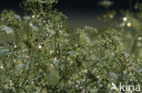 Gras