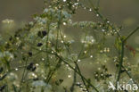 Gras