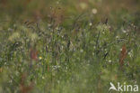 Gras