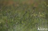 Gras