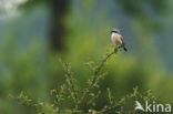 Red-backed Shrike (Lanius collurio)