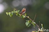 Red-backed Shrike (Lanius collurio)