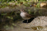 Grauwe Vliegenvanger (Muscicapa striata) 