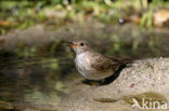 Grauwe Vliegenvanger (Muscicapa striata) 