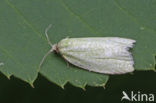 Groene Eikenbladroller (Tortrix viridana)