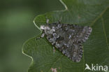 Marbled Green (Cryphia muralis)