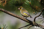 Groenling (Carduelis chloris)