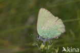 Groentje (Callophrys rubi)