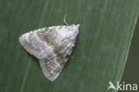 Kent Black Arches (Meganola albula)