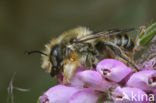 Grote bladsnijder (Megachile willughbiella)