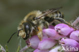 Grote bladsnijder (Megachile willughbiella)