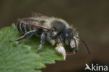 Grote bladsnijder (Megachile willughbiella)