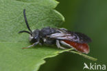 Grote Bloedbij (Sphecodes albilabris)