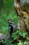 Great Spotted Woodpecker (Dendrocopos major)