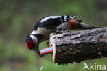 Grote Bonte Specht (Dendrocopos major)