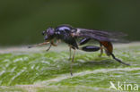 Grote Bronzwever (Sphegina sibirica)