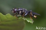 Xylota sylvarum