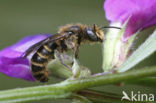 Grote klokjesbij (Chelostoma rapunculi)