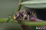 Grote klokjesbij (Chelostoma rapunculi)