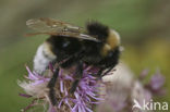 Grote koekoekshommel (Bombus vestalis)