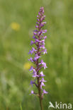 Fragant Orchid (Gymnadenia conopsea)