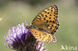 Grote parelmoervlinder (Argynnis aglaja) 