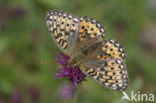 Grote parelmoervlinder (Argynnis aglaja) 