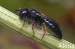 Grote roetbij (Panurgus banksianus)