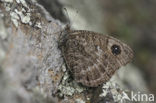 Great Sooty Satyr (Satyrus ferula)