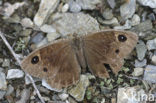 Great Sooty Satyr (Satyrus ferula)