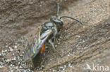 Grote spitstandbloedbij (Sphecodes puncticeps)