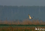 Great Bustard (Otis tarda) 