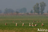 Great Bustard (Otis tarda) 