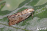 greater wax moth (Galleria mellonella)