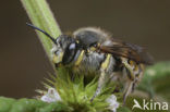 Grote wolbij (Anthidium manicatum)