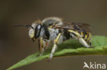 Grote wolbij (Anthidium manicatum)