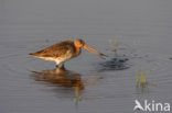 Black-tailed Godwit (Limosa limosa) 