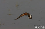 Black-tailed Godwit (Limosa limosa) 