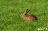 Brown Hare (Lepus europaeus)