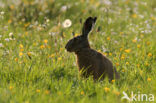 Brown Hare (Lepus europaeus)