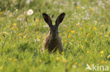Brown Hare (Lepus europaeus)