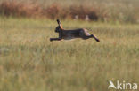 Brown Hare (Lepus europaeus)