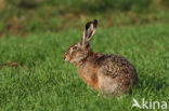 Brown Hare (Lepus europaeus)