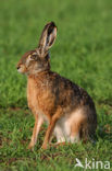 Brown Hare (Lepus europaeus)