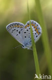 Heideblauwtje (Plebejus argus) 